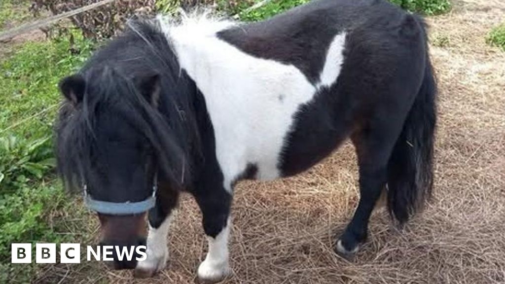 Appeal after miniature pony stolen from Soham stables