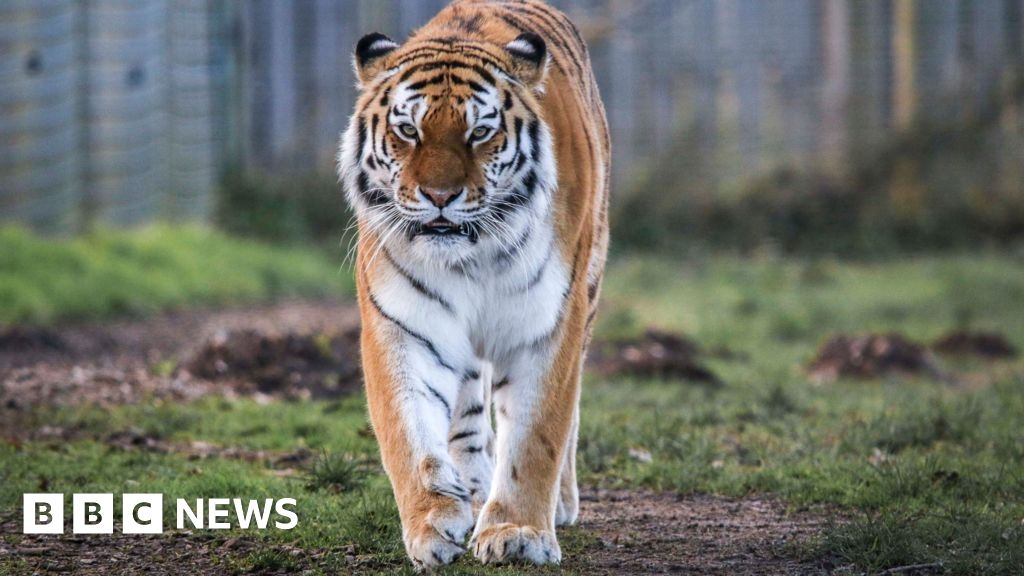 Yorkshire Wildlife Park tiger recovers after ingrown toenail procedure