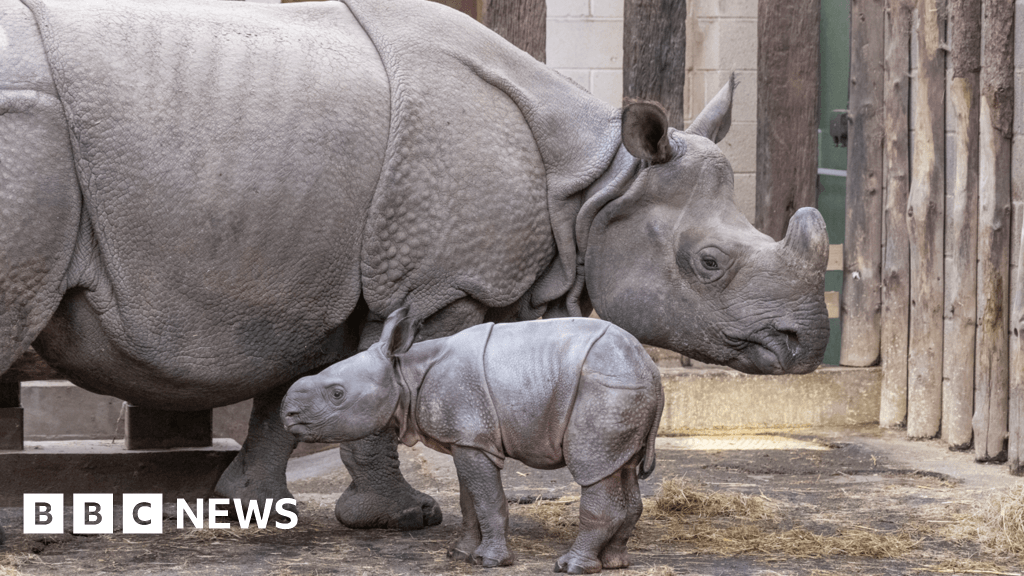 Endangered Indian rhino calf born at West Midlands Safari Park