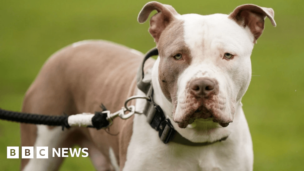 Suspected XL bully owners wanted after fatal Banbury dog attack