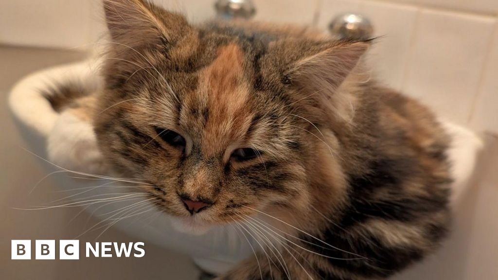 Kittens returned home after hitching ride in Green Thumb van