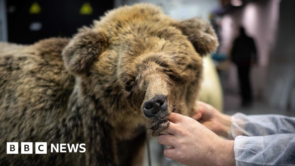 Pyranees brown bear: French hunter given suspended sentence for kill