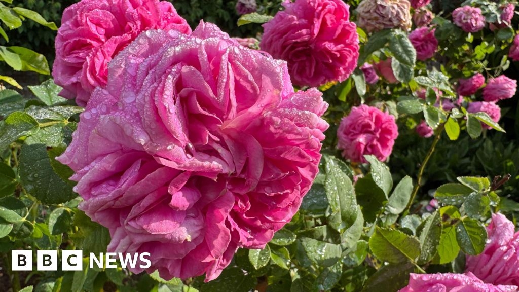 Historic roses flower early 'due to climate change', says gardener