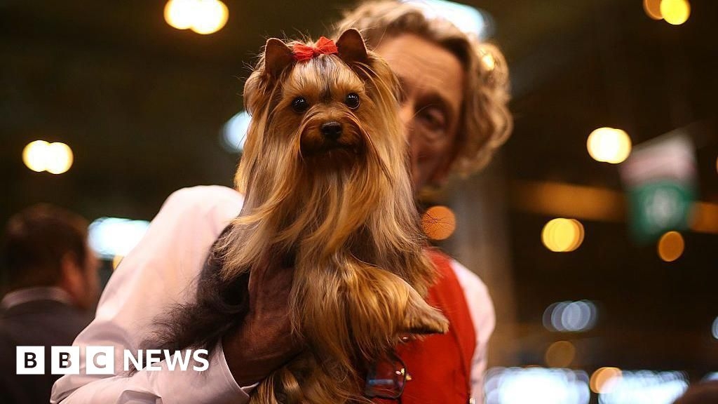 Crufts: The history of the dog show in pictures