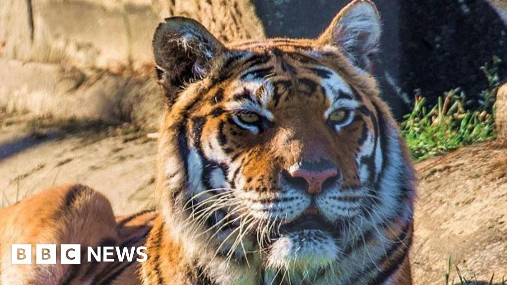Lincoln Zoo announces death of 'almost affectionate' tiger Julia