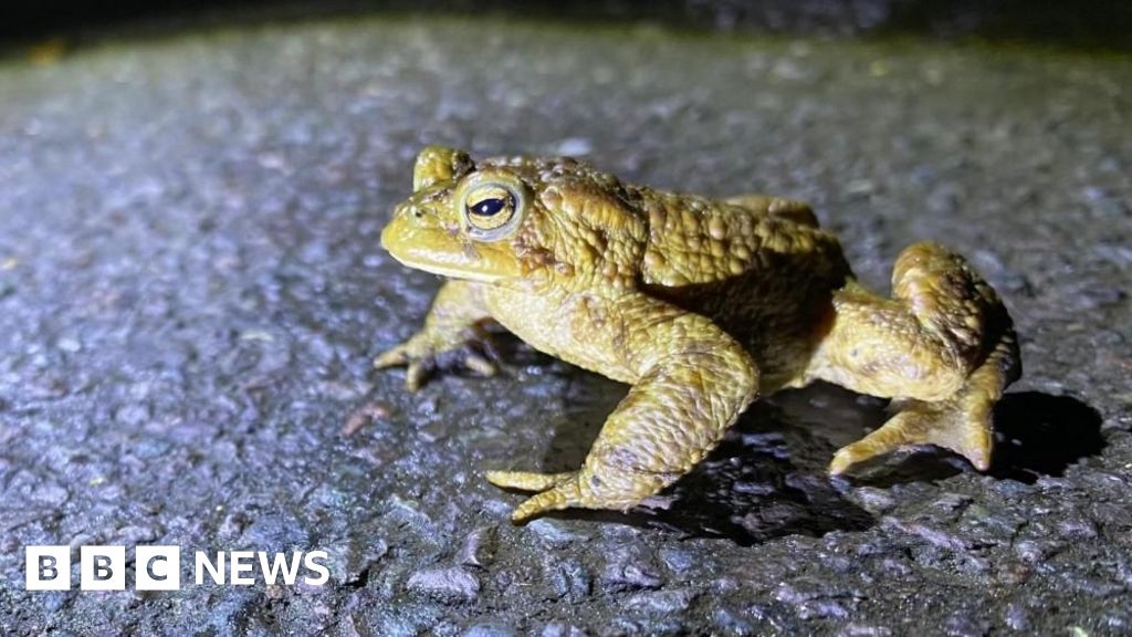 Toad patrol helps 50,000 to breeding grounds