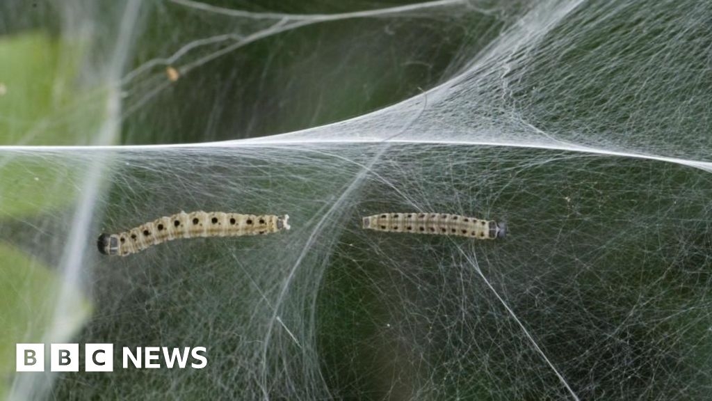 Why are there so many web-covered trees in Nottinghamshire this year?