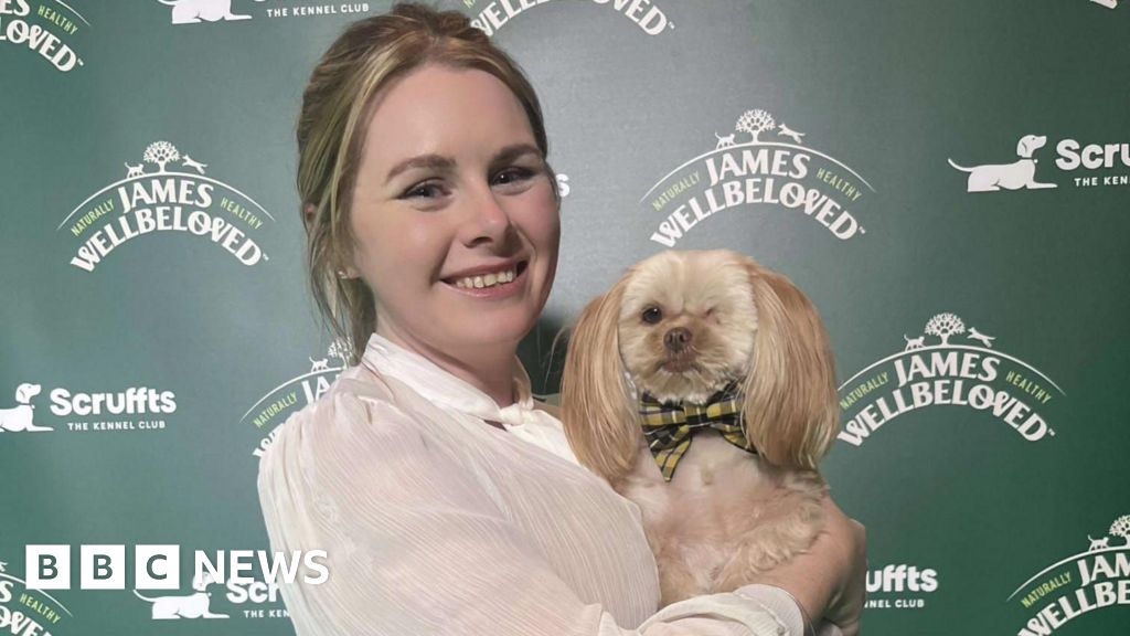 One-eyed shih-tzu rescued from Torquay competes at Scruffts