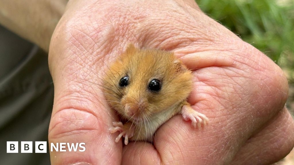 Dormice reintroduced at Bradgate Park to boost population
