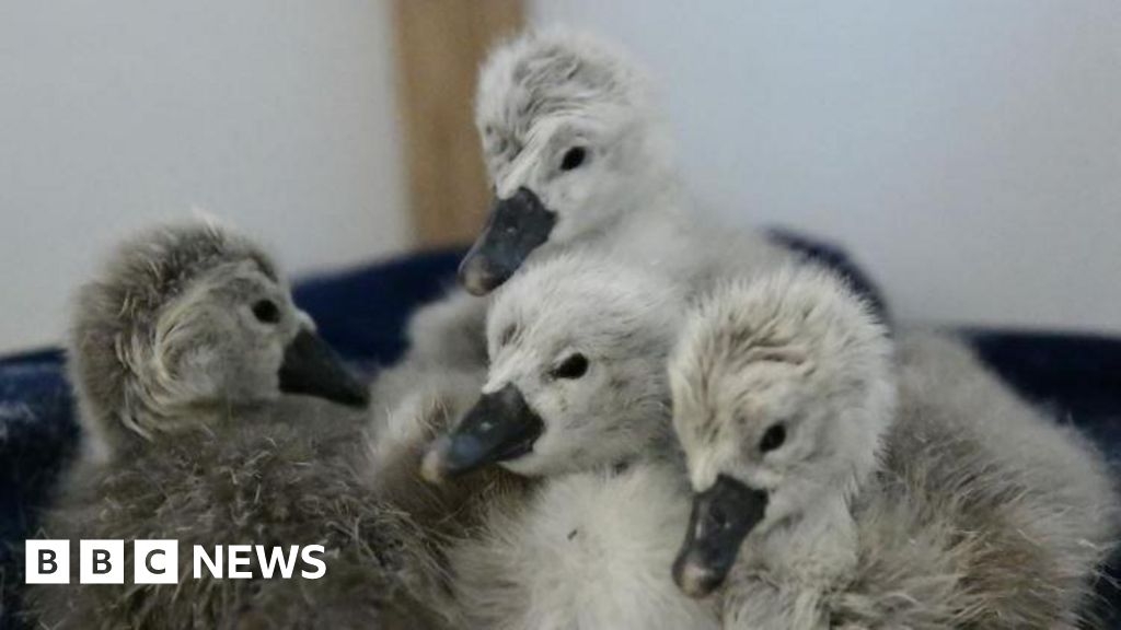 Eggs found after Newport swan-shooting start to hatch
