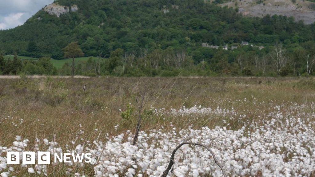 Film festival celebrating Cumbria bogs announced