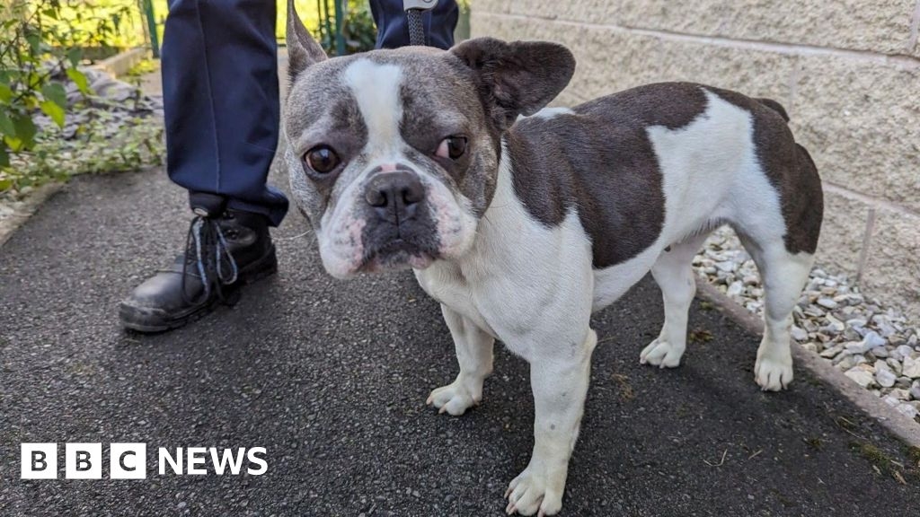 Ban for Sheffield woman who kept ill dogs in squalid home