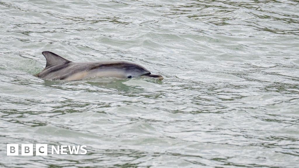 New Quay: Dolphin separated from mum rescued by tourist boat