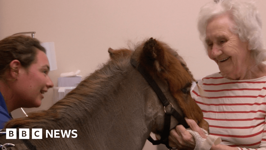 BBC Make a Difference Awards: A day in the life of therapy horse