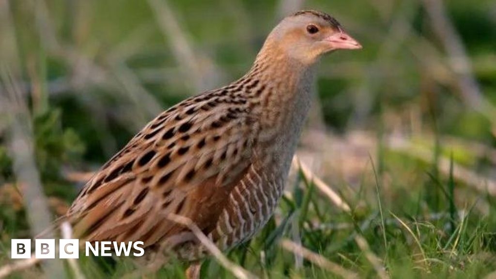 Rathlin Island: RSPB hail 'record-breaking' corncrake count