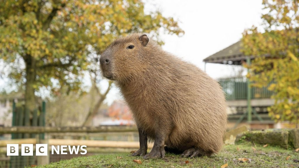 London Zoo becomes summer home for pair of giant rodents