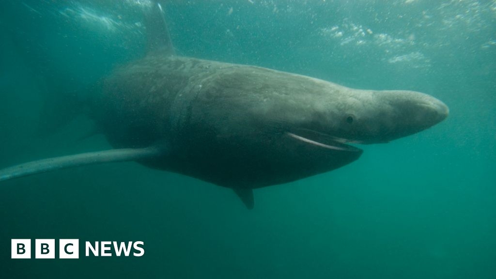 Sharks and oysters set to thrive in warmer UK waters