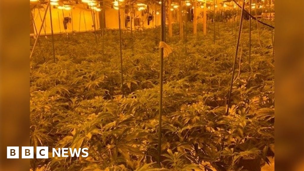 Two charged after £400,000-worth of cannabis is seized in Hull