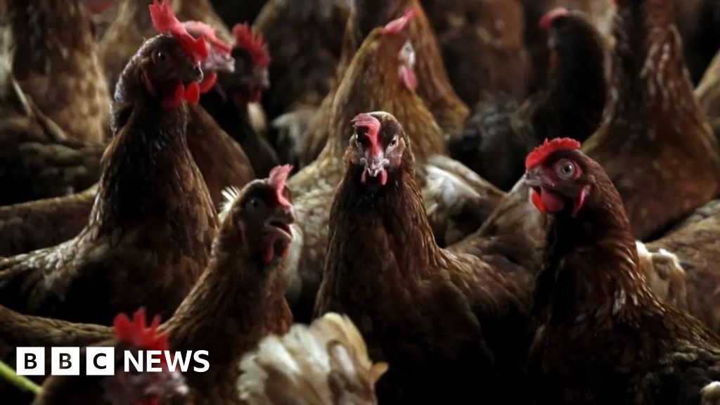 Poultry culled after bird flu strikes in two Devon areas
