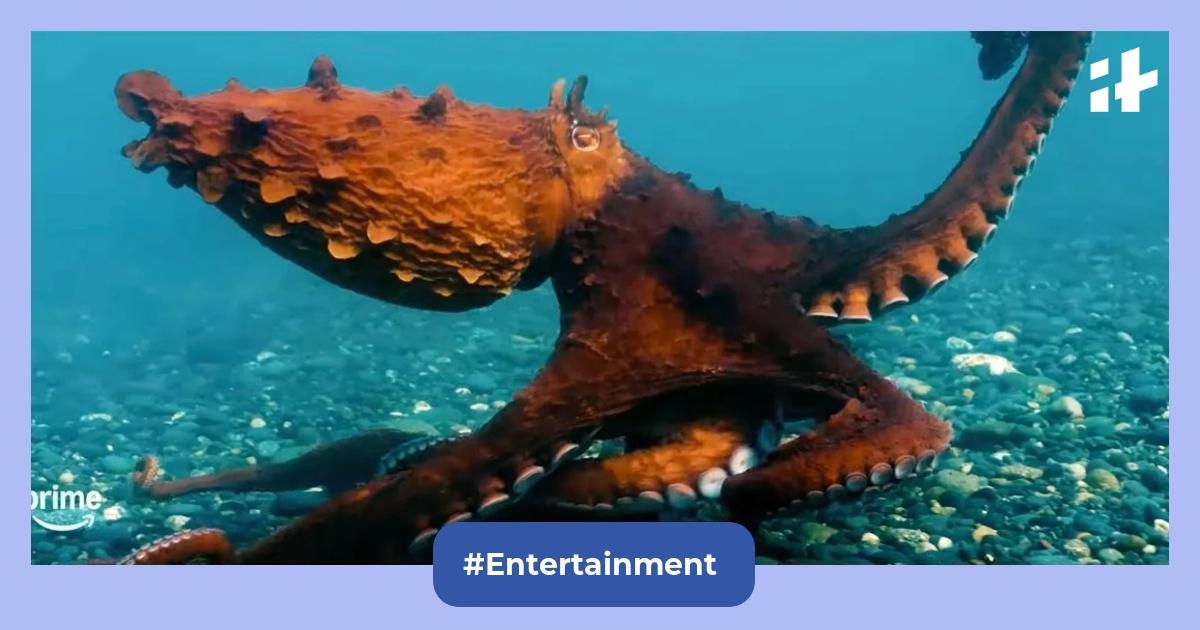 Octopus! OTT Release Date: When and where to watch nature documentary by Emmy-award winner Phoebe Waller-Bridge