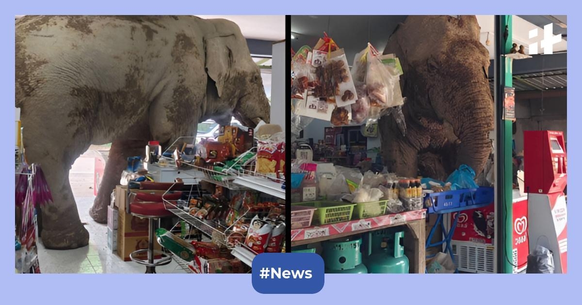 Thailand Elephant goes viral after calm grocery store raid near Khao Yai –watch viral video