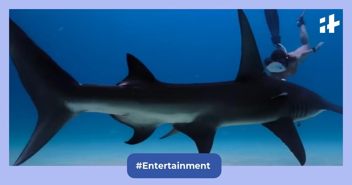 All The Sharks OTT release date Netflix: When and where to watch the documentary