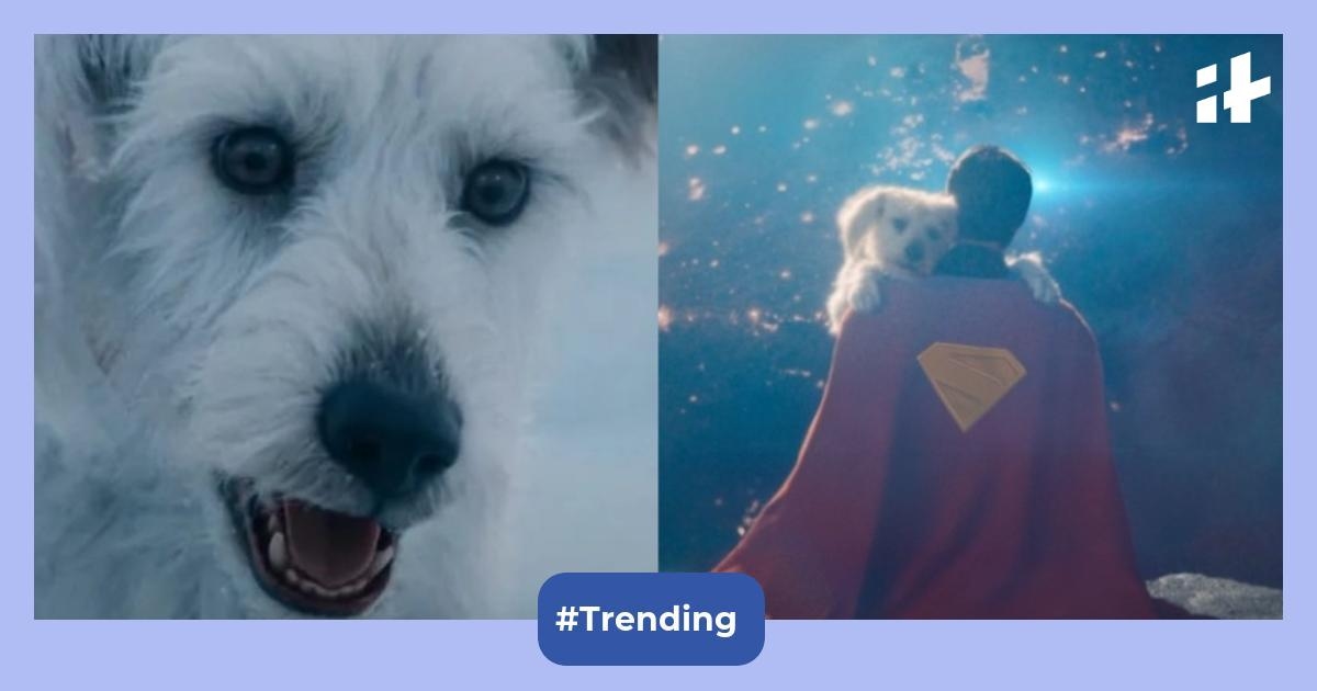 Superman's Krypto becomes breakout star, sparks over 500% surge in dog adoption-related searches on Google trends