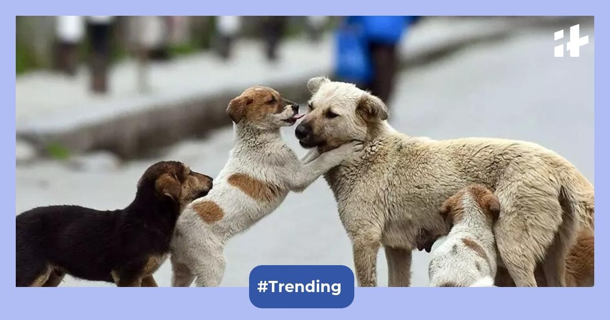 Supreme Court's stray dog removal order slammed by animal rights group; celebs call it ‘death warrant'