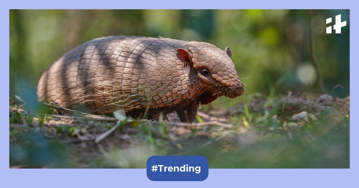 This rare animal from Bihar is sold for Rs 30000 per kg in China, scientists say its 'medicinal use' is a dangerous myth