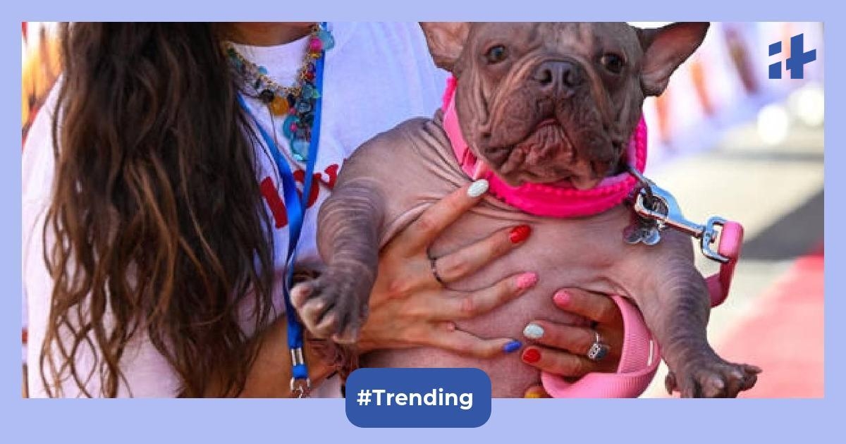 Hairless bulldog named Petunia steals the world's ugliest dog crown, and set to appear on Mug Root Beer cans