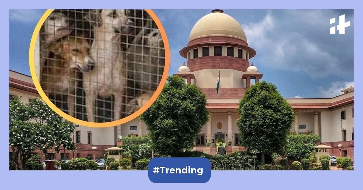 Supreme Court reserves verdict on Delhi-NCR stray dogs case – Key updates and public reaction