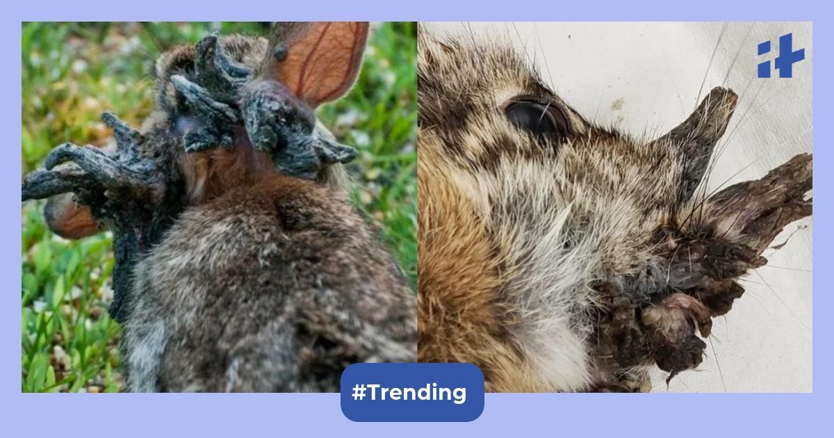 Zombie Colorado rabbits with hornlike growths go viral; scientists share the unexpected truth behind the unusual condition