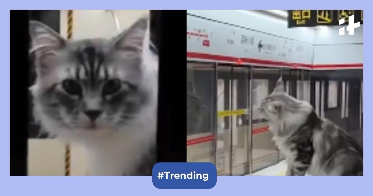Chinese YouTuber Xing's World builds working subway for his cats in 4 months; internet says it beats America's transit system