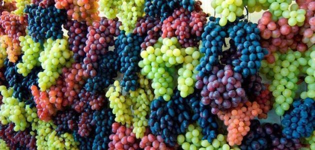 هل تهدد مخالفات "الملكية الفكرية" صادرات العنب المصرى؟