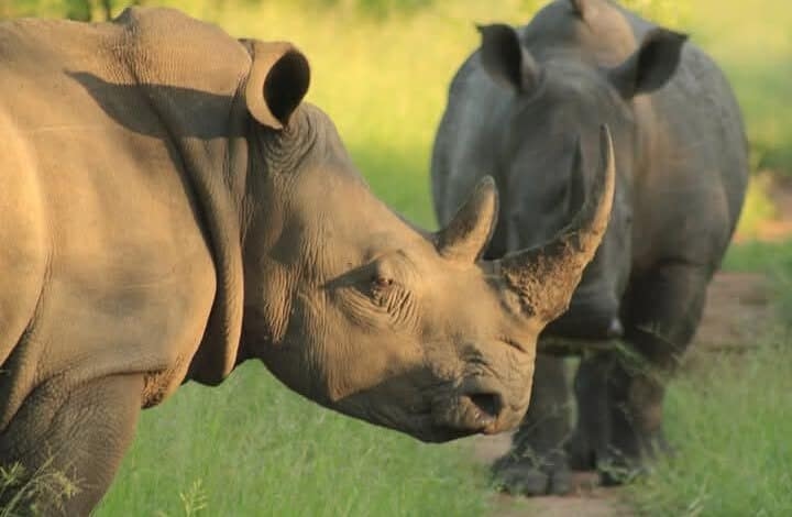 Rhino horn trafficking network: 6 appear in Pretoria court