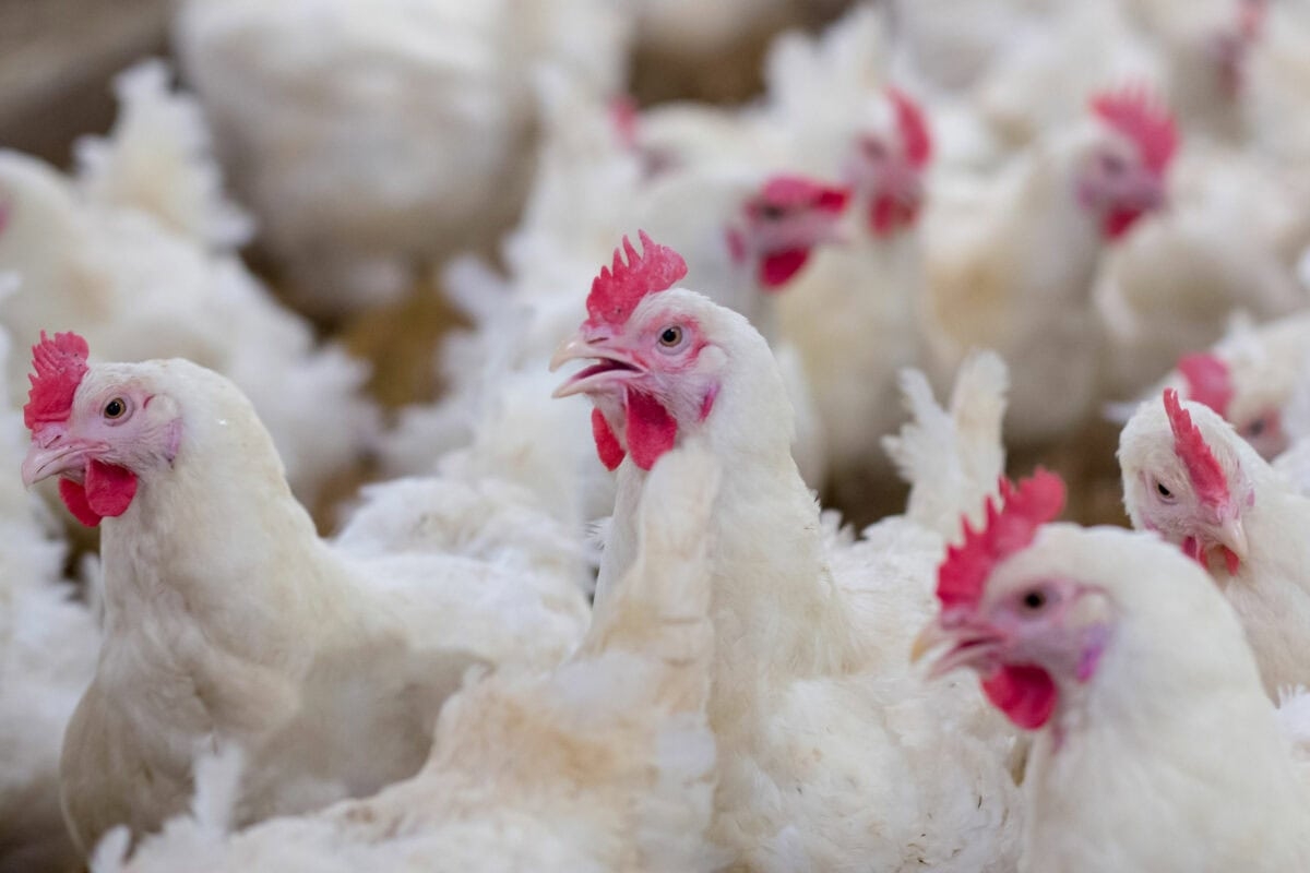 No chicken shortage expected as SA bans imports from Brazil