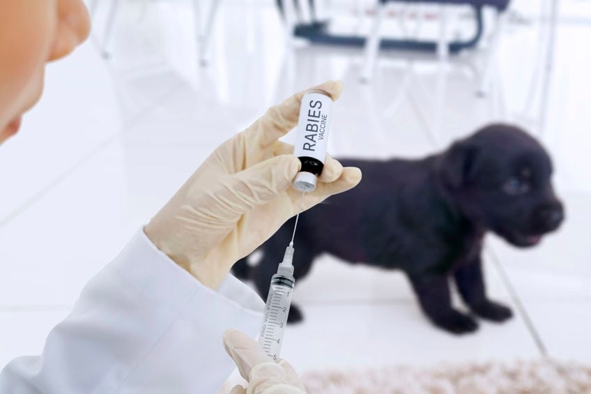 Public warned as rabies continues to spread in SA rural provinces