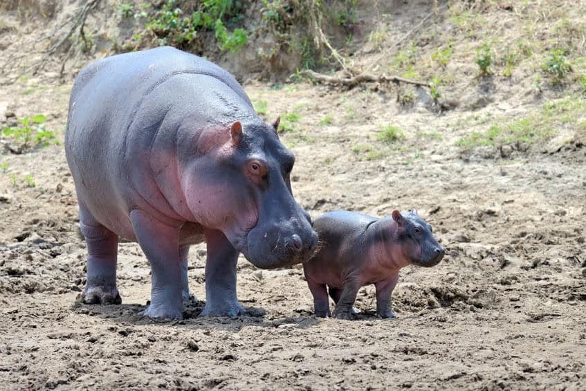 2 hippos in Ekurhuleni await relocation as permit process drags on