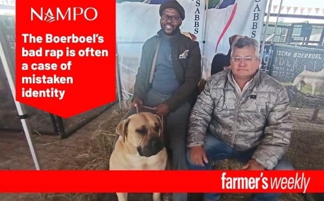 Watch: Setting the record straight on Boerboel misconceptions