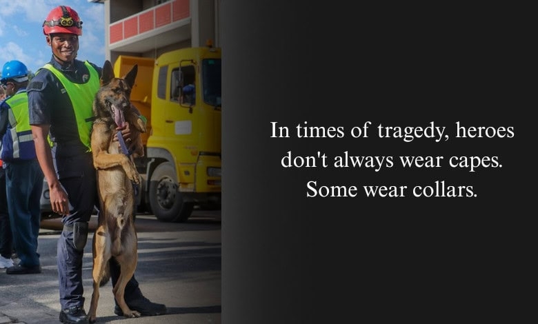 Sniffing out survivors: Meet Bond, the dog who brought hope during the George building disaster