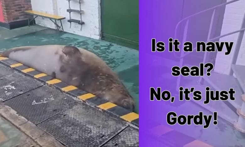 Watch: Meme-worthy seal ‘Gordy' sparks buzz after Simon's Town visit