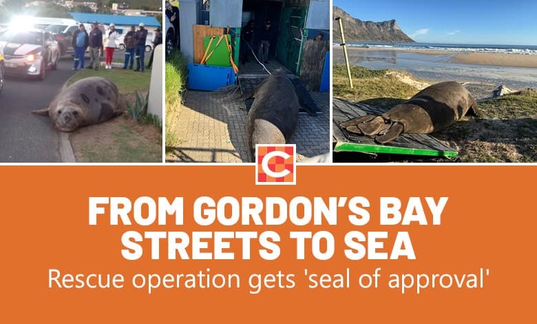 Watch: Seal's safe return after nearly 9-hour rescue operation