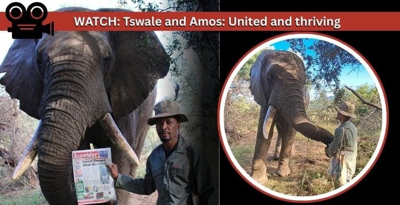 Tswale, the Mpumalanga elephant, happy in ‘paradise'