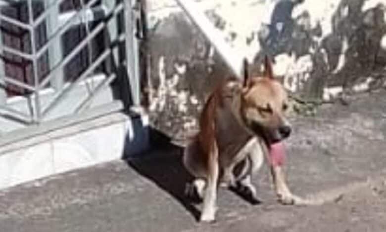 Animal lovers call for action after tied-up dog dies in Chatsworth