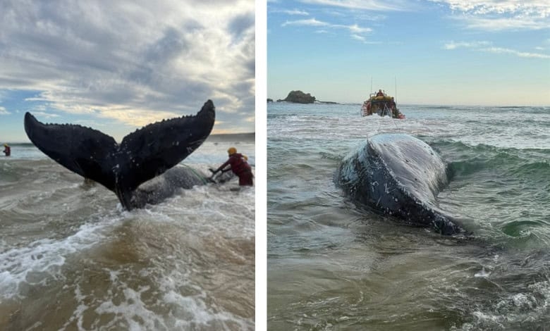 Juvenile humpback whale euthanised after stranding near Plettenberg Bay