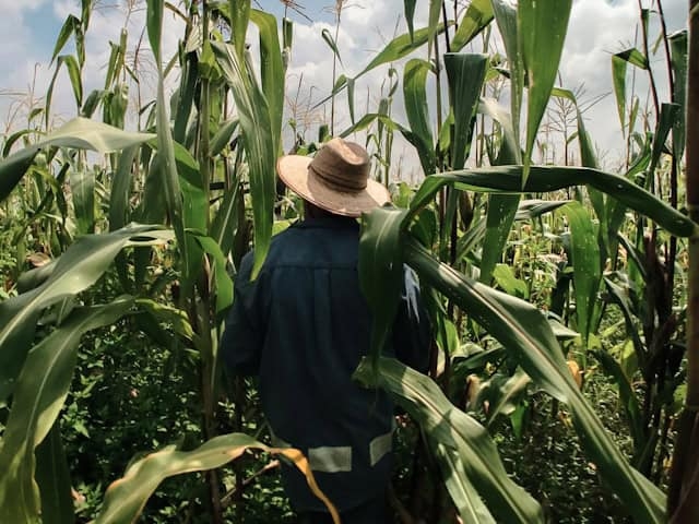 Viral claims about SA agriculture: Do white farmers produce most of our key crops?