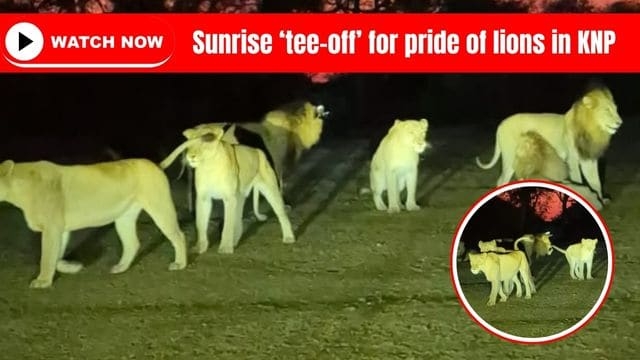 Watch: Sunrise pride prowls Skukuza fairway