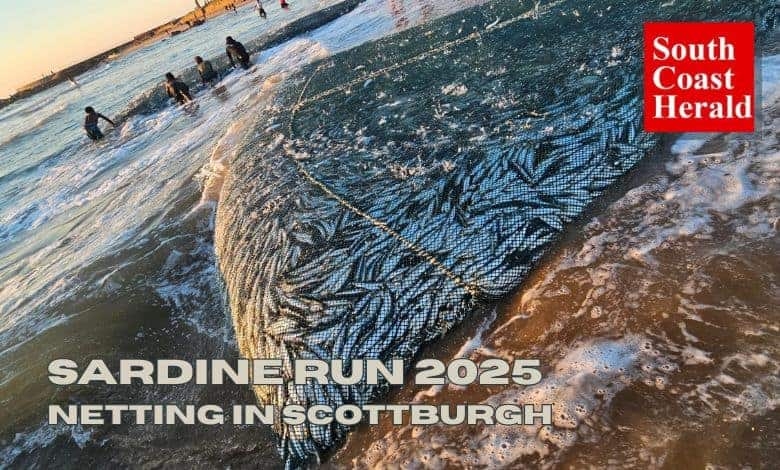 Sardine Run 2025: Scottburgh beach buzzing with netting action