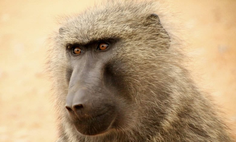 Baboon still on the loose in Joburg despite ongoing capture efforts
