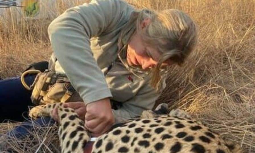 Pretoria rallies for beloved Rietvlei cheetah as Njozi undergoes surgery